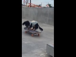 the cutest skateboarder ever